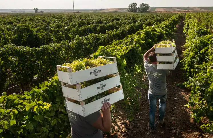 Cantine Pellegrino winery in Marsala, Sicily